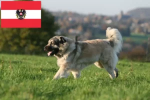 Read more about the article Šarplaninac breeders and puppies in Austria