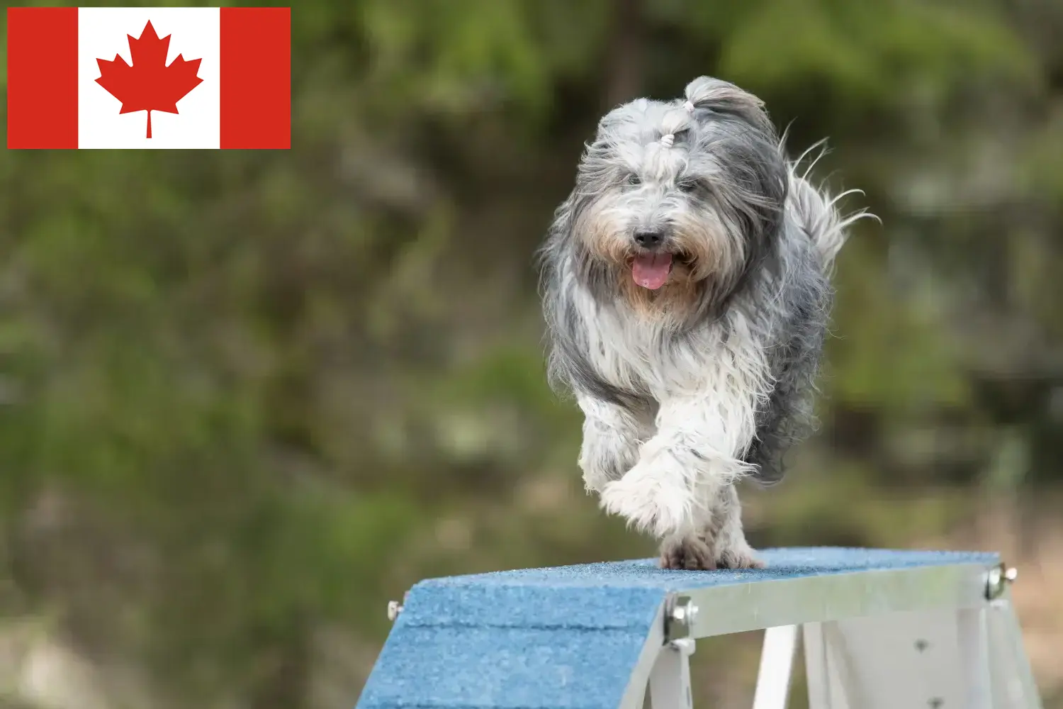 Schapendoes puppies and breeders Canada Find here Schapendoes breeders in Canada.