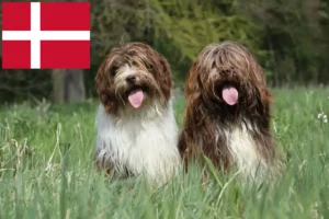 Read more about the article Schapendoes breeders and puppies in Denmark