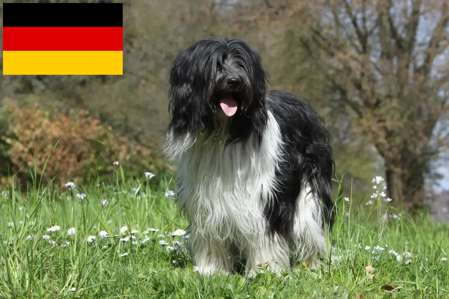 Schapendoes puppies and breeders Germany Here you can find Schapendoes breeders in Germany.