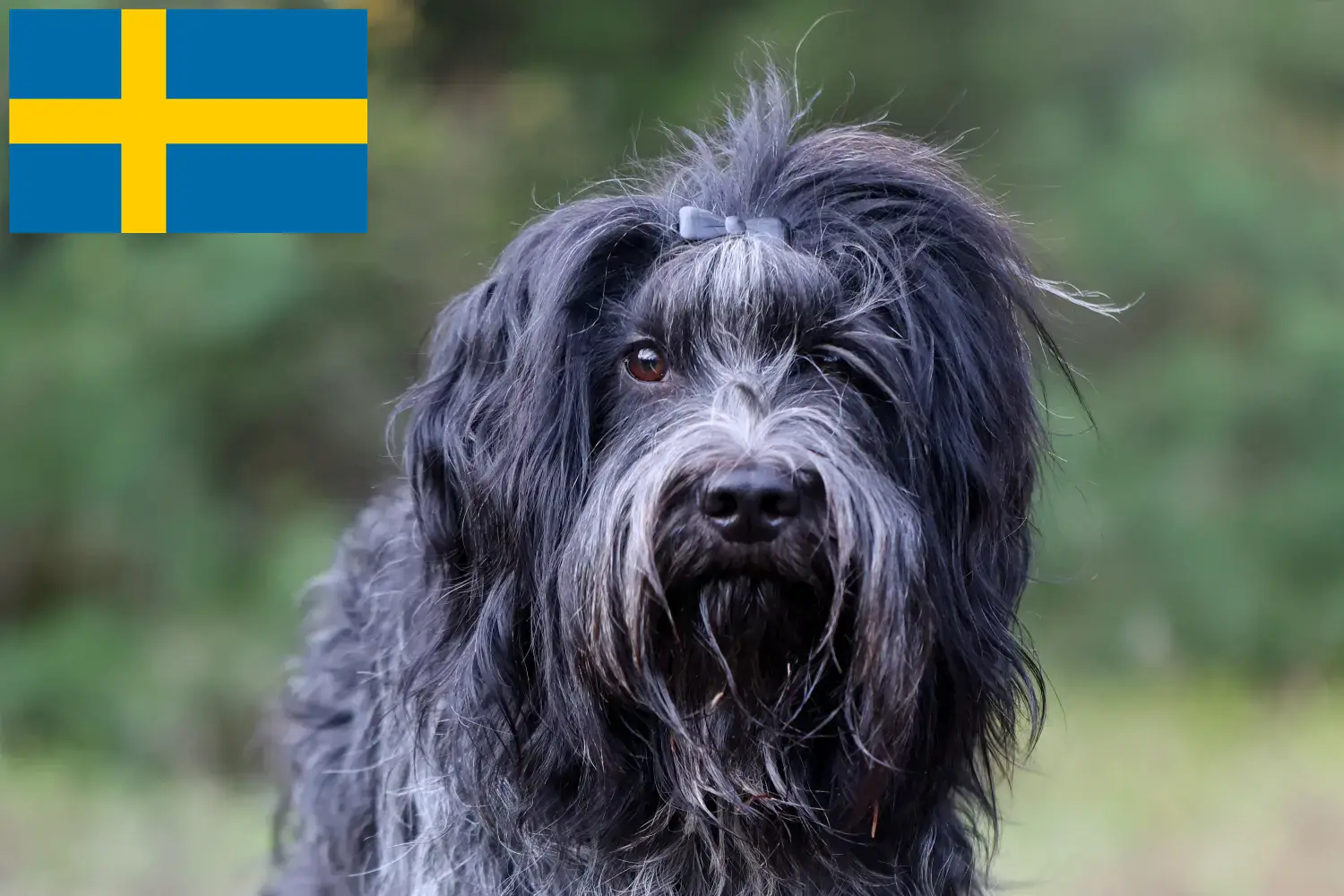 Schapendoes puppies and breeders Sweden Find here Schapendoes breeders in Sweden.