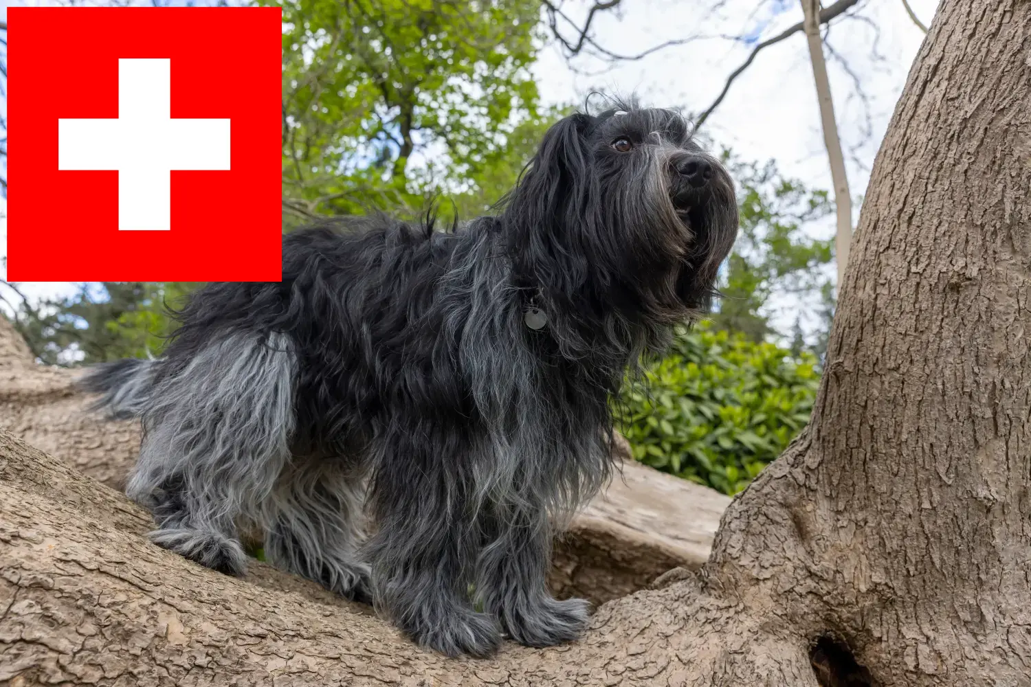 Schapendoes puppies and breeders Switzerland Here you can find Schapendoes breeders in Switzerland.