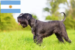 Read more about the article Schnauzer breeders and puppies in Argentina