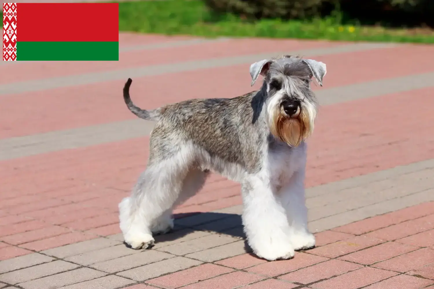 Schnauzer puppies and breeders Belarus Here you can find Schnauzer breeders in Belarus.