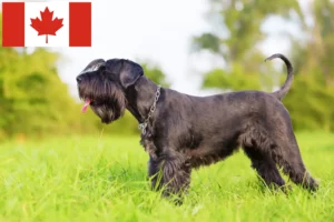 Read more about the article Schnauzer breeders and puppies in Canada