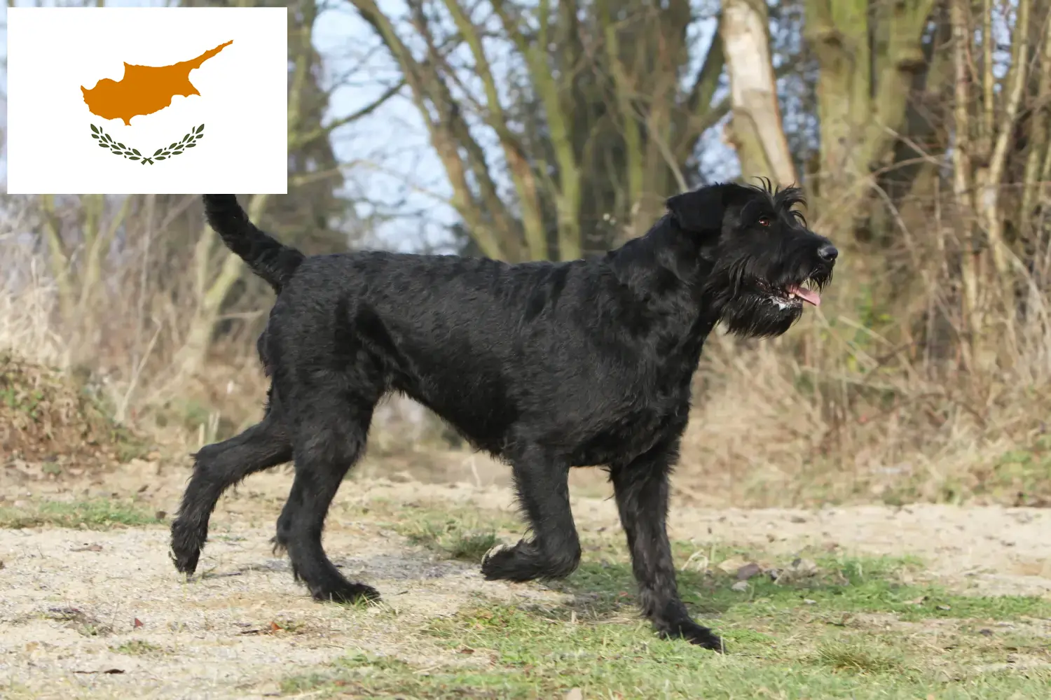 Schnauzer puppies and breeders Cyprus Here you can find Schnauzer breeders in Cyprus.