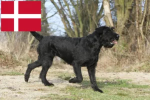 Read more about the article Schnauzer breeders and puppies in Denmark