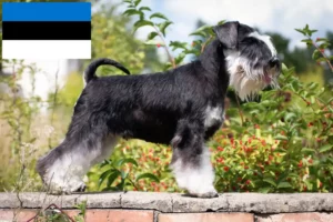 Read more about the article Schnauzer breeders and puppies in Estonia