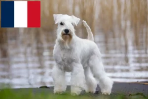 Read more about the article Schnauzer breeders and puppies in France