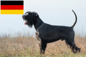 Read more about the article Schnauzer breeders and puppies in Germany