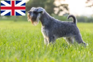 Read more about the article Schnauzer breeders and puppies in Great Britain