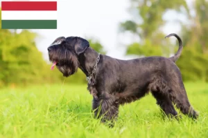 Read more about the article Schnauzer breeders and puppies in Hungary