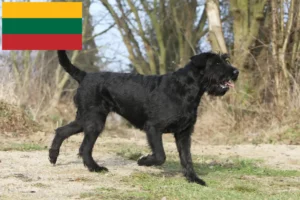 Read more about the article Schnauzer breeders and puppies in Lithuania
