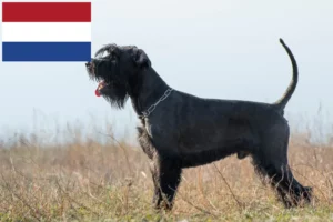 Read more about the article Schnauzer breeders and puppies in the Netherlands