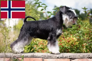 Read more about the article Schnauzer breeders and puppies in Norway