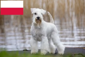 Read more about the article Schnauzer breeders and puppies in Poland