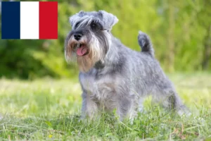 Read more about the article Schnauzer breeders and puppies in Réunion