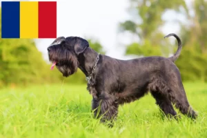 Read more about the article Schnauzer breeders and puppies in Romania