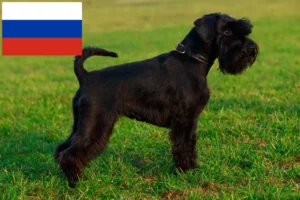 Read more about the article Schnauzer breeders and puppies in Russia