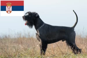 Read more about the article Schnauzer breeders and puppies in Serbia