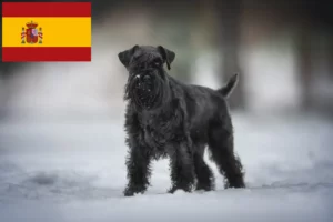 Read more about the article Schnauzer breeders and puppies in Spain
