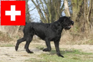Read more about the article Schnauzer breeders and puppies in Switzerland