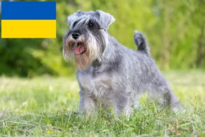 Read more about the article Schnauzer breeders and puppies in Ukraine
