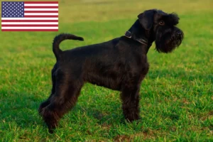 Read more about the article Schnauzer breeders and puppies in USA
