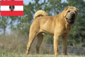 Read more about the article Shar-Pei breeders and puppies in Austria