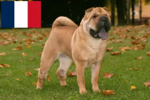 Read more about the article Shar-Pei breeders and puppies in France