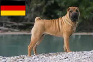 Read more about the article Shar-Pei breeders and puppies in Germany