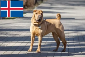 Read more about the article Shar-Pei breeders and puppies in Iceland