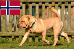 Read more about the article Shar-Pei breeders and puppies in Norway