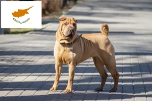 Read more about the article Shar Pei breeders and puppies in Republic of Cyprus