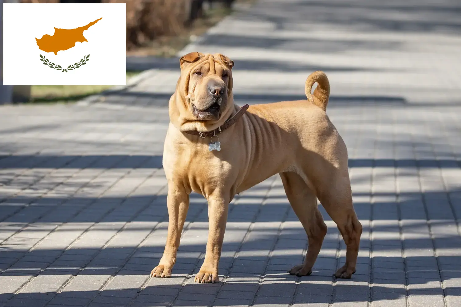 Shar-Pei puppies and breeders Republic of Cyprus Find Shar-Pei breeders in Cyprus here.