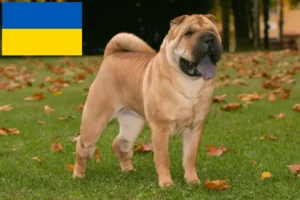 Read more about the article Shar-Pei breeders and puppies in Ukraine