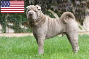 Read more about the article Shar-Pei breeders and puppies in USA