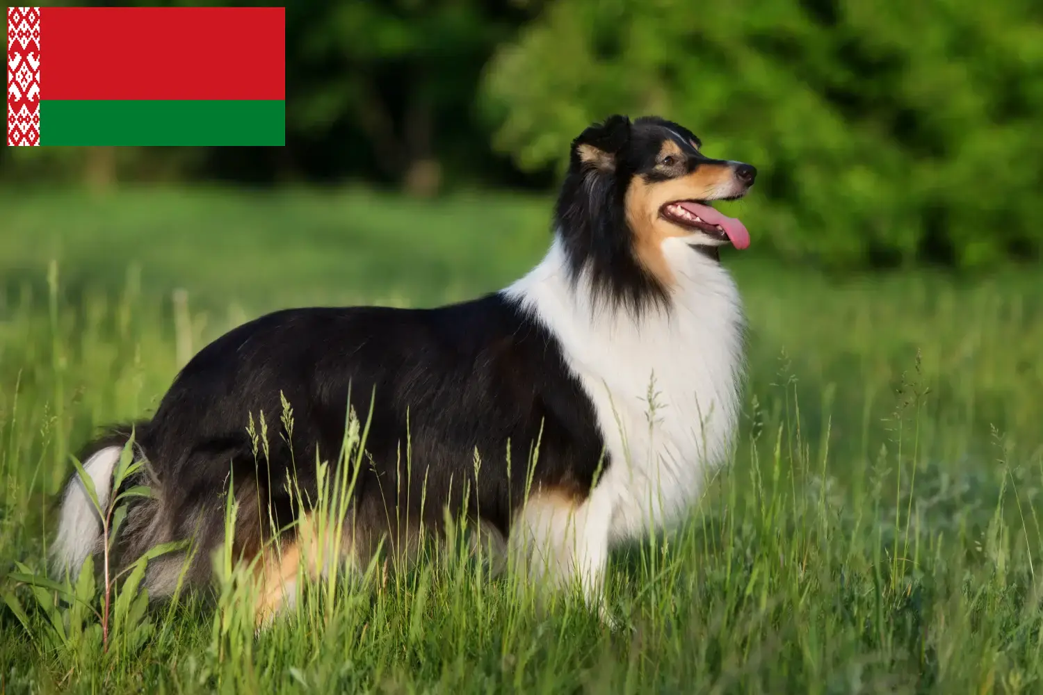 Sheltie puppies and breeders Belarus Here you can find Shelties breeders in Belarus.
