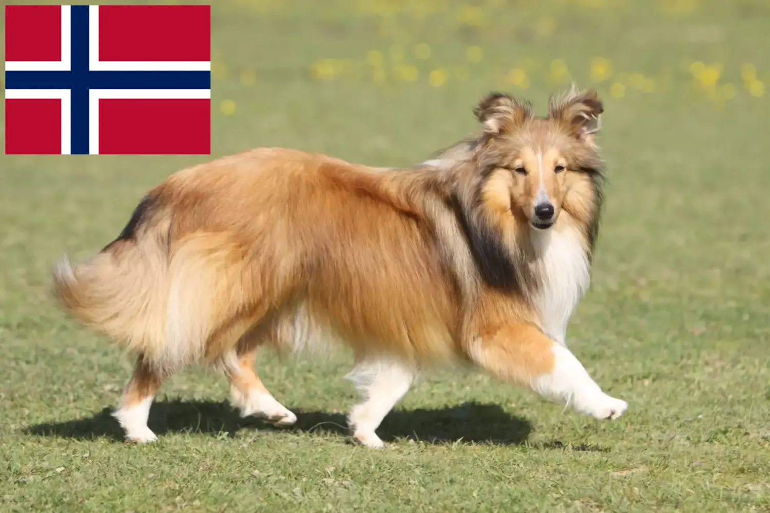 Sheltie puppies and breeders Norway Here you can find Shelties breeders in Norway.