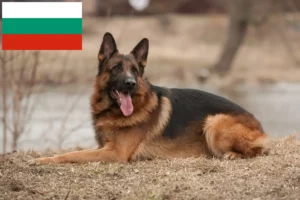 Read more about the article Shepherd dog breeders and puppies in Bulgaria
