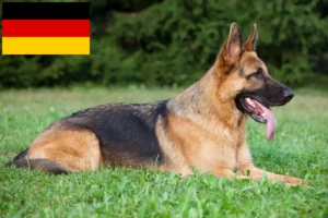 Read more about the article Shepherd dog breeders and puppies in Germany