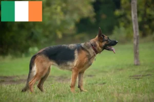 Read more about the article Sheepdog breeders and puppies in Ireland