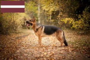 Read more about the article Shepherd dog breeders and puppies in Latvia