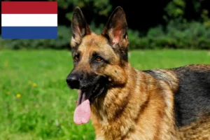 Read more about the article Sheepdog breeders and puppies in the Netherlands