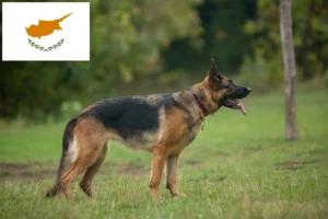 Read more about the article Sheepdog breeders and puppies in Republic of Cyprus