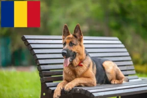 Read more about the article Shepherd dog breeders and puppies in Romania