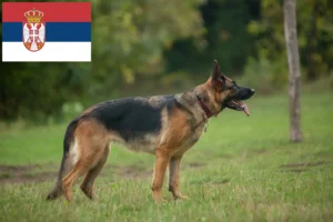 Read more about the article Shepherd dog breeders and puppies in Serbia