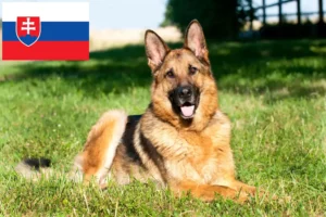 Read more about the article Shepherd dog breeders and puppies in Slovakia