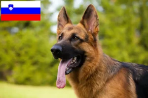 Read more about the article Shepherd dog breeders and puppies in Slovenia