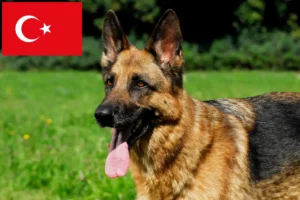 Read more about the article Shepherd dog breeders and puppies in Turkey